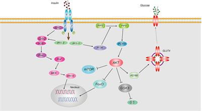 Role of the inflammasome in insulin resistance and type 2 diabetes mellitus